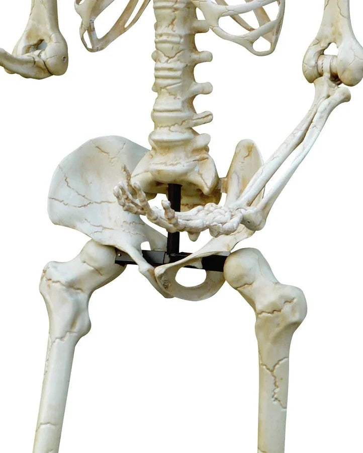 Gigantic Giant Skeleton 3 Meters